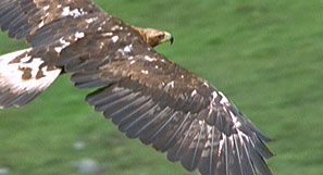 Hawks - Falcon Site